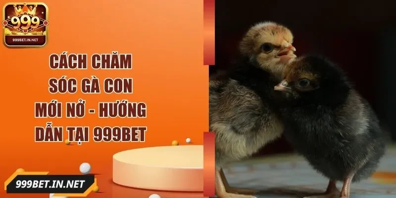 cach-cham-soc-ga-con-moi-no-anh-dai-dien