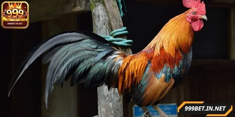 luat-da-ga-tre-nhieu-nguoi-quan-tam