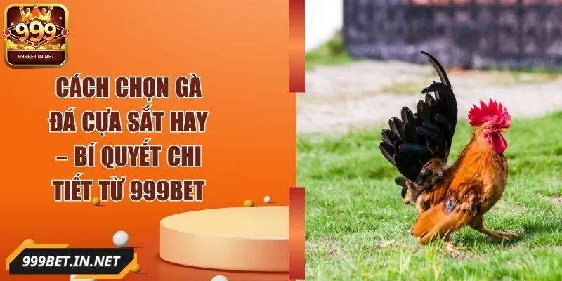 cach-chon-ga-da-cua-sat-hay-anh-dai-dien