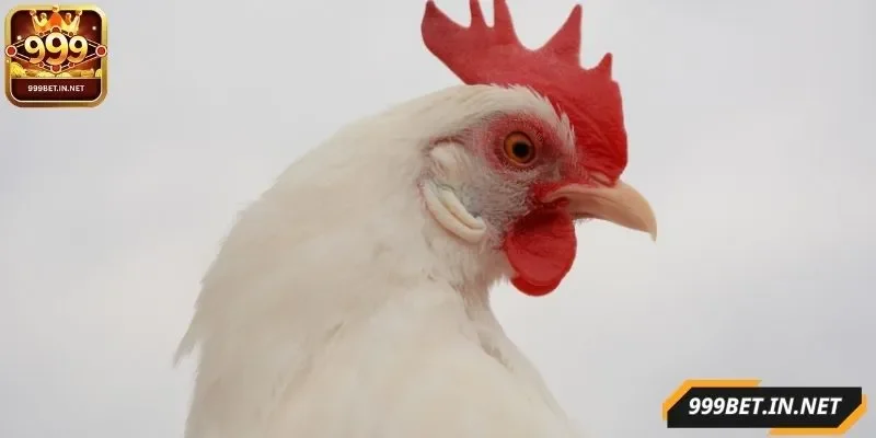 cach-chon-ga-da-cua-sat-hay-kiem-tra-the-luc