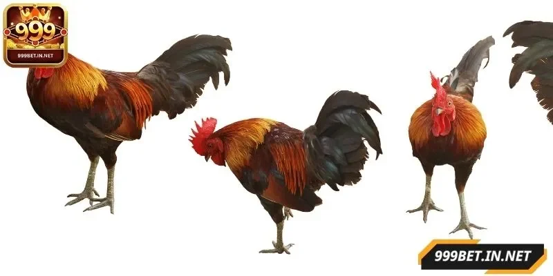 cach-chon-ga-da-cua-sat-hay-luu-y-van-de