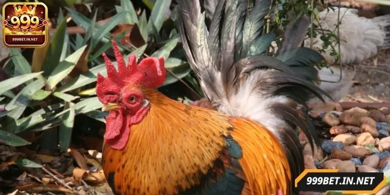 cach-chon-ga-da-cua-sat-hay-nhieu-nguoi-quan-tam